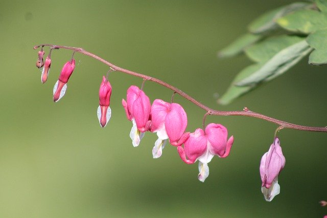 Free download Pink Bleeding Heart Flowers -  free photo or picture to be edited with GIMP online image editor