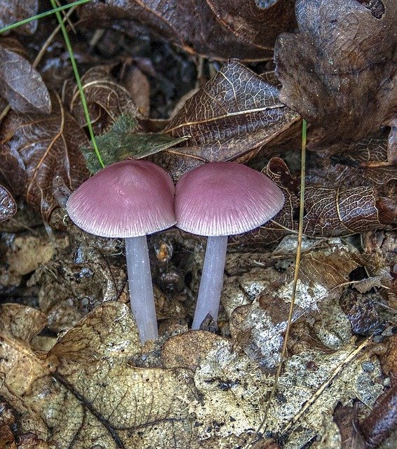 Free download Pink-Bonnet Mushroom Fungus -  free photo or picture to be edited with GIMP online image editor