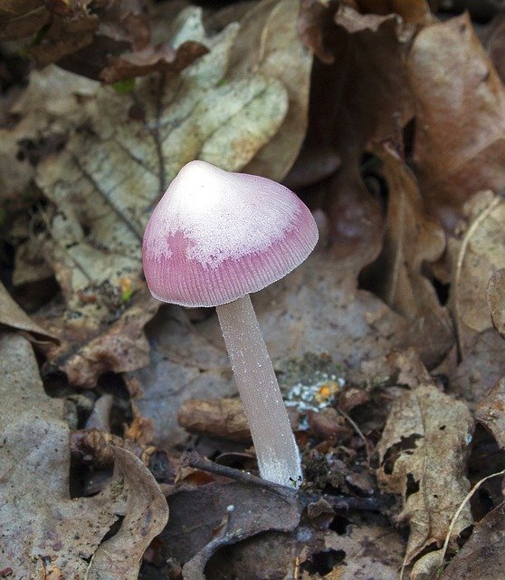 Téléchargement gratuit Pink Bonnet Mushroom Toadstool - photo ou image gratuite à éditer avec l'éditeur d'images en ligne GIMP