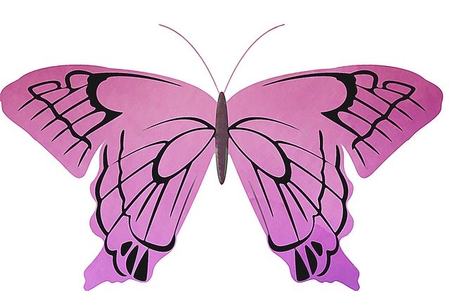 Free download Pink Butterfly Insect -  free illustration to be edited with GIMP free online image editor