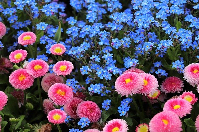 Free download Pink Daisy Bellis Perennis Blue -  free photo or picture to be edited with GIMP online image editor