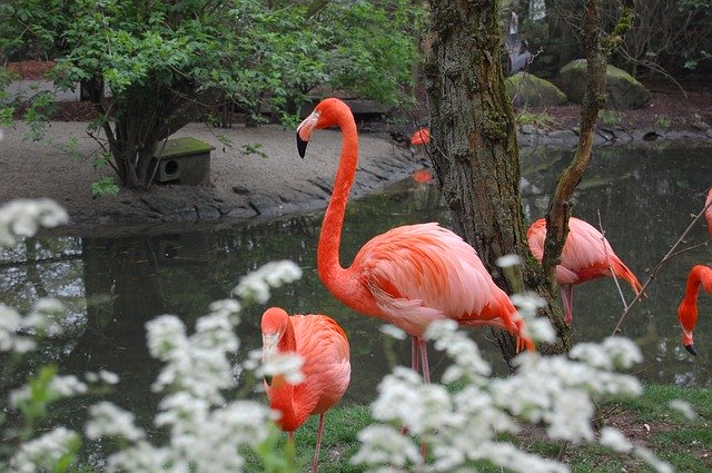 Free download Pink Flamingo Animal Fauna -  free photo or picture to be edited with GIMP online image editor