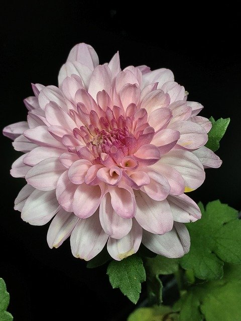 Free download Pink Flower Chrysanthemum -  free photo or picture to be edited with GIMP online image editor