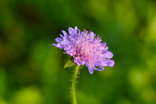 Free download pink flower flower blossom bloom free picture to be edited with GIMP free online image editor