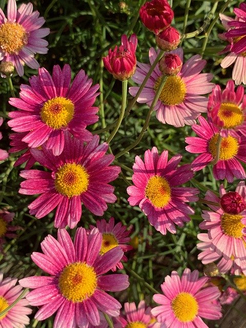 Free download Pink Flower Roadside Flowers -  free photo or picture to be edited with GIMP online image editor