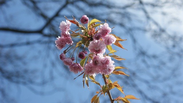 Free download Pink Flowers Blossom -  free photo or picture to be edited with GIMP online image editor