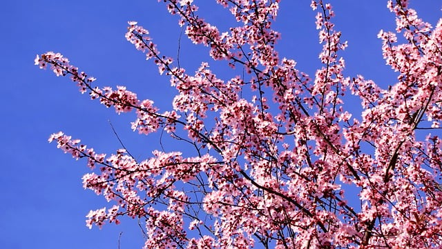 Free download pink flowers cherry blossoms sakura free picture to be edited with GIMP free online image editor