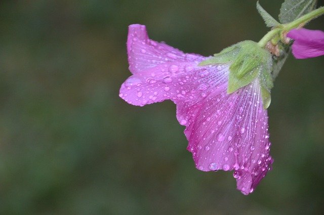 Free download Pink Hollyhock Flower -  free photo or picture to be edited with GIMP online image editor