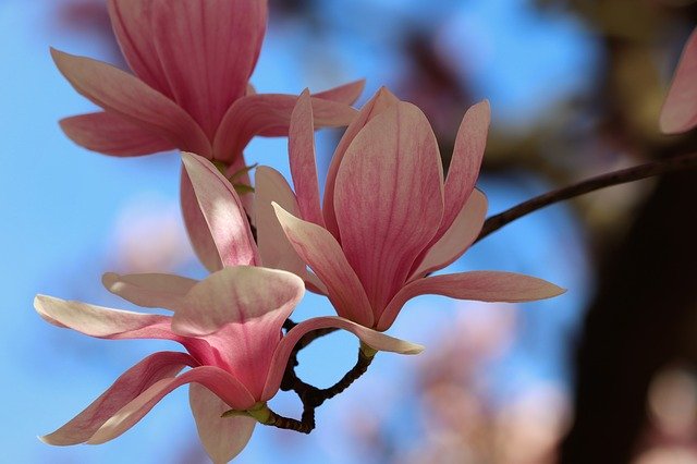 Free download Pink Magnolia Spring Flowers -  free photo or picture to be edited with GIMP online image editor