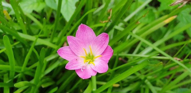 Free download Pink Natural Flower -  free photo or picture to be edited with GIMP online image editor