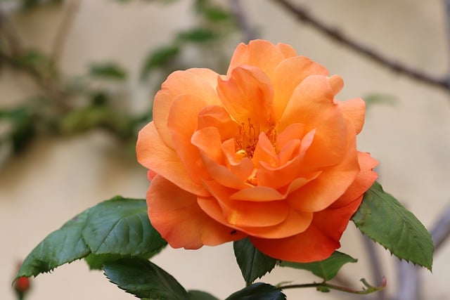 Free download pink orange flower bloom blossom free picture to be edited with GIMP free online image editor