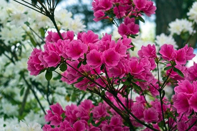 Flores de azalea rosa sobre blanco de OffiDocs para
