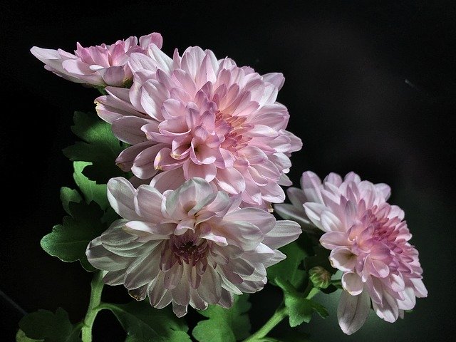 Free download Pink Petals Chrysanthemum Flower -  free photo or picture to be edited with GIMP online image editor