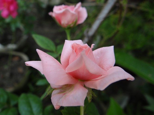 Free download Pink Rose Closeup -  free photo or picture to be edited with GIMP online image editor