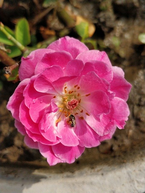 Free download Pink Rose Rosa Flower -  free photo or picture to be edited with GIMP online image editor