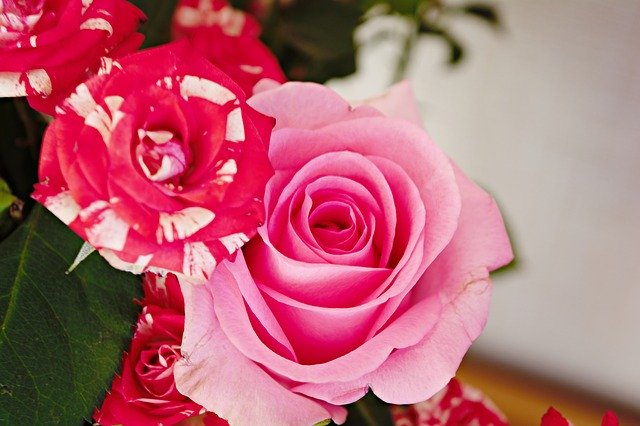 Free download Pink Roses Flowers -  free photo or picture to be edited with GIMP online image editor