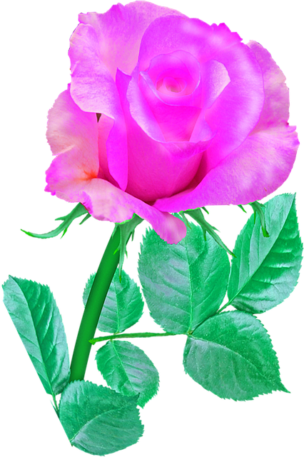 Free download Pink Single Rose -  free illustration to be edited with GIMP free online image editor