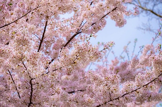 Free download Pink Tree Blossoms -  free photo or picture to be edited with GIMP online image editor