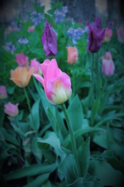 Free download Pink Tulip Flowers -  free photo or picture to be edited with GIMP online image editor