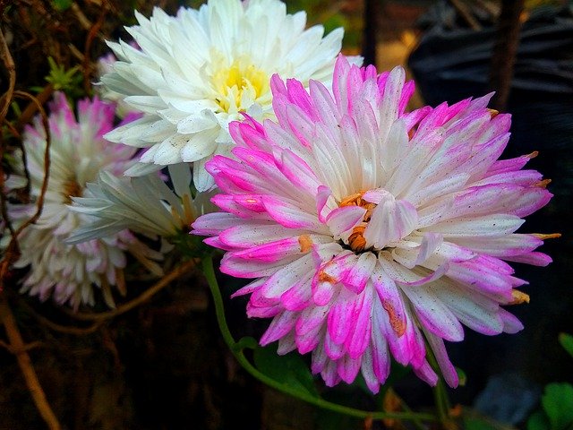 Free download Pink White Chrysanthemums -  free photo or picture to be edited with GIMP online image editor