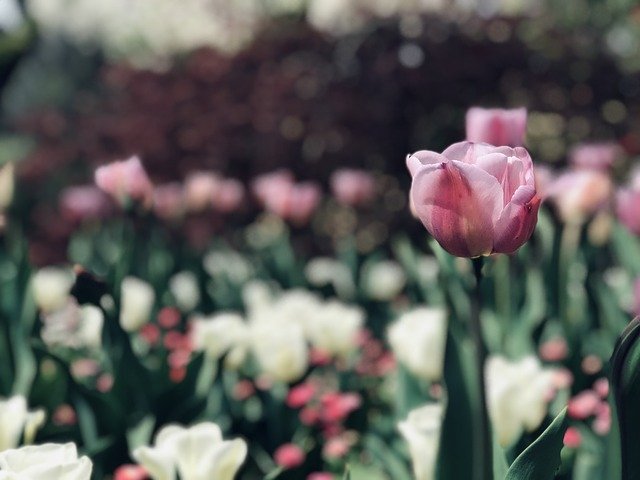 Free download Pink White Flowers -  free photo or picture to be edited with GIMP online image editor