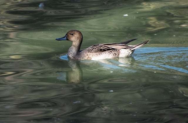 Free download pintail duck duck bird animal free picture to be edited with GIMP free online image editor