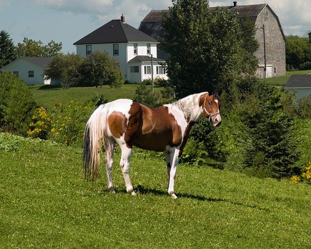 Free download Pinto Horse New Brunswick -  free photo or picture to be edited with GIMP online image editor