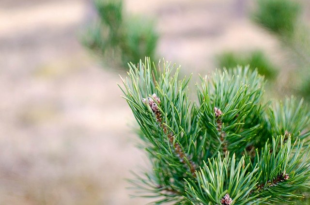 Free download Pinus Sylvestris Pine Evergreen -  free photo or picture to be edited with GIMP online image editor