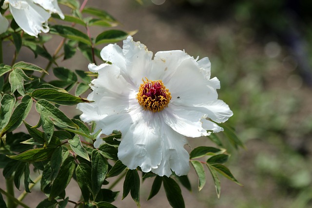 Free download pion flowers bright tree peony free picture to be edited with GIMP free online image editor