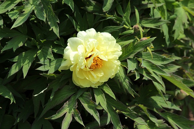 Free download pion flowers tree peony bright free picture to be edited with GIMP free online image editor