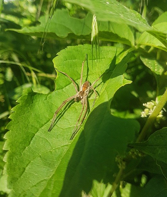 Free download Pisaura Mirabilis Ecology Summer -  free photo or picture to be edited with GIMP online image editor