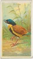 Free download Pitta, from the Birds of the Tropics series (N5) for Allen & Ginter Cigarettes Brands free photo or picture to be edited with GIMP online image editor