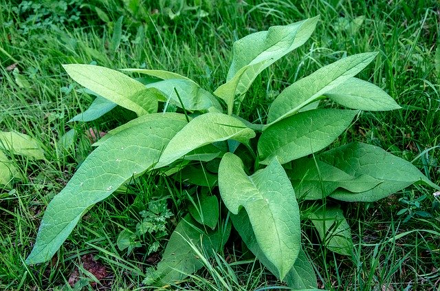 Free download Plantain Weed Plant -  free photo or picture to be edited with GIMP online image editor