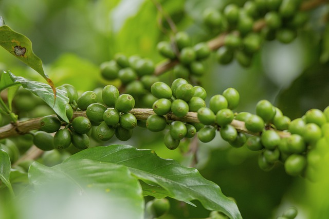 Free download plantation coffee caffeine plant free picture to be edited with GIMP free online image editor