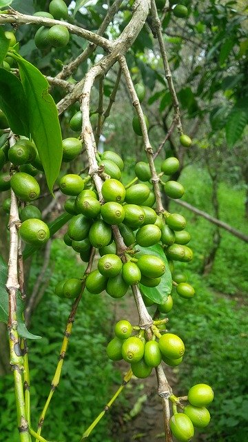 Free download Plantation Kerala Nature -  free photo or picture to be edited with GIMP online image editor