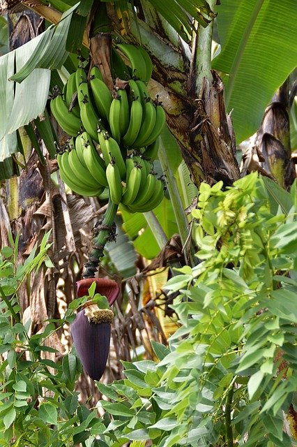 Free download Plant Banana Tree Fruit -  free photo or picture to be edited with GIMP online image editor