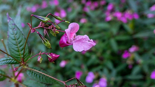 Free download Plant Blossom Bloom Antirrhinum -  free photo or picture to be edited with GIMP online image editor