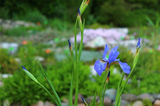 Free download Plant Blue Flower -  free photo or picture to be edited with GIMP online image editor