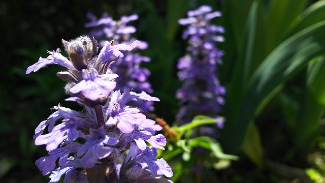 Free download Plant Blue Flowers Purple -  free photo or picture to be edited with GIMP online image editor