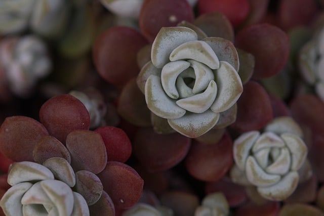 Free download plant botany garden close up macro free picture to be edited with GIMP free online image editor