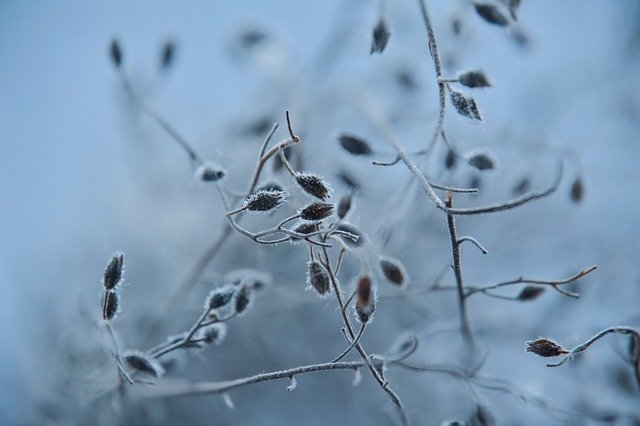 Free download plant branches frost seeds free picture to be edited with GIMP free online image editor