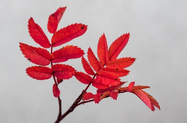 Free download plant branch rose autumn colorful free picture to be edited with GIMP free online image editor