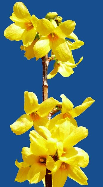 Free download Plant Bush Forsythia -  free photo or picture to be edited with GIMP online image editor