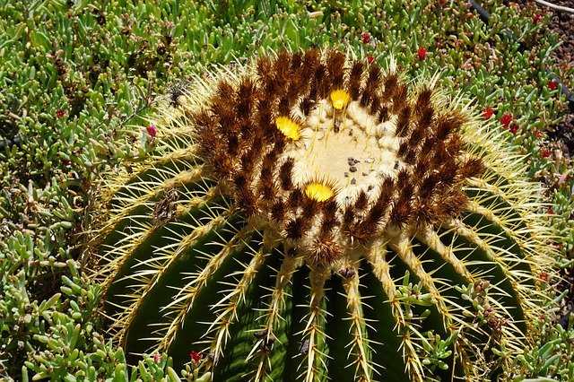 Free download Plant Cactus Desert -  free photo or picture to be edited with GIMP online image editor