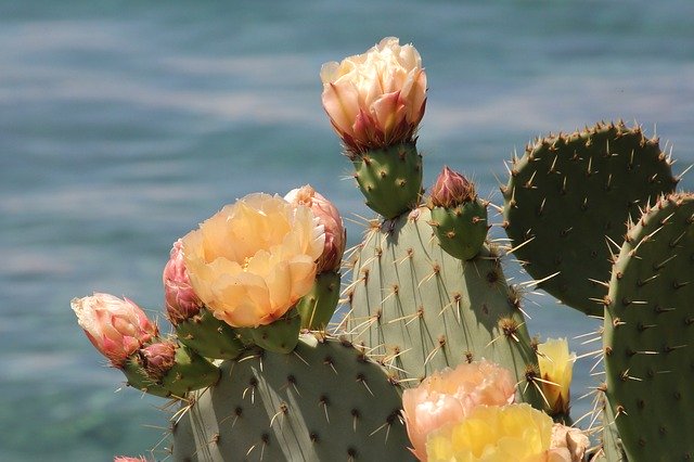 Muat turun percuma Plant Cactus Nature - foto atau gambar percuma untuk diedit dengan editor imej dalam talian GIMP