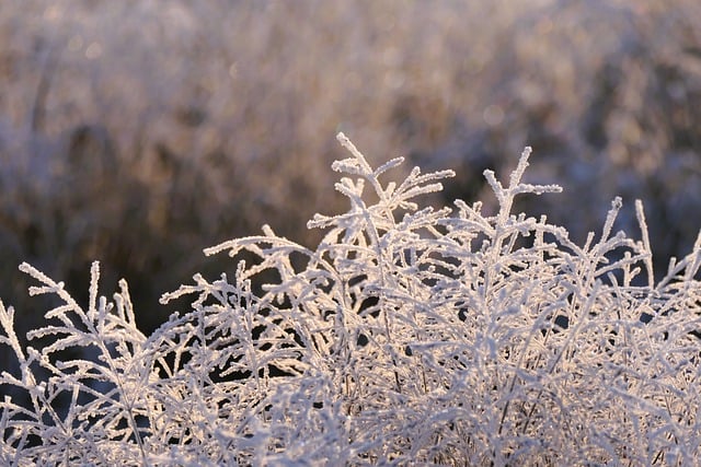 Free download plant cold winter sun icy frozen free picture to be edited with GIMP free online image editor