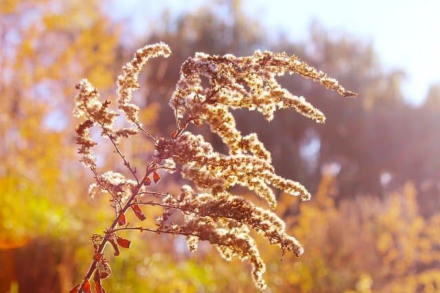 Free download plant dried autumn growth botany free picture to be edited with GIMP free online image editor