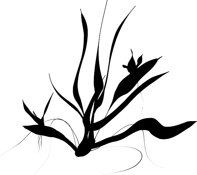 Free download Plant Ferns Shrub - Free vector graphic on Pixabay free illustration to be edited with GIMP free online image editor