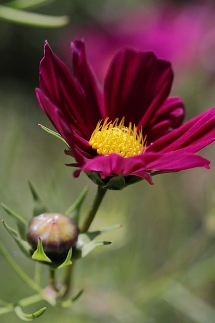 Free download plant flower nature flora close up free picture to be edited with GIMP free online image editor