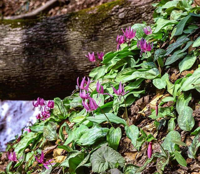 Free download Plant Flowers Japanese DogS Tooth -  free photo or picture to be edited with GIMP online image editor